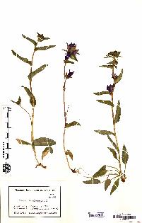 spécimen de Campanula glomerata